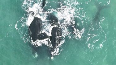 Cópula de ejemplares de Ballena Franca Austral registrada en Mar del Plata por el Grupo de Investigación Biología, Ecología y Conservación de Mamíferos Marinos. (FOTO: Fernando Macchi)