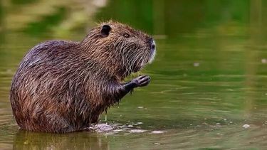 Los coipos son erróneamente llamados nutrias, pueden alcanzar una longitud de entre 43 y 63 centímetros y pesar de 3 a 8 kilos.