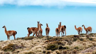 Los guanacos en la mira.