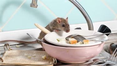 La principal vía de contagio es la inhalación de partículas suspendidas en el aire (aerosoles) contaminadas con el virus, que se desprenden de heces, orina o saliva de roedores infectados.