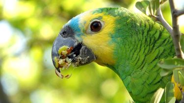 psitacosis: la enfermedad que transmiten los loros y otras aves que volvio a resonar en centros de salud