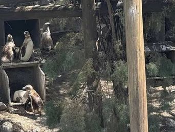 Los pingüinos de Magallanes, de Mar del Plata a Guerrico, en Río Negro.