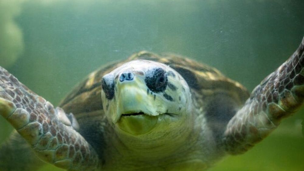 El tortugo Jorge recuperó su libertad el pasado 11 de abril, luego de cuatro décadas de cautiverio.