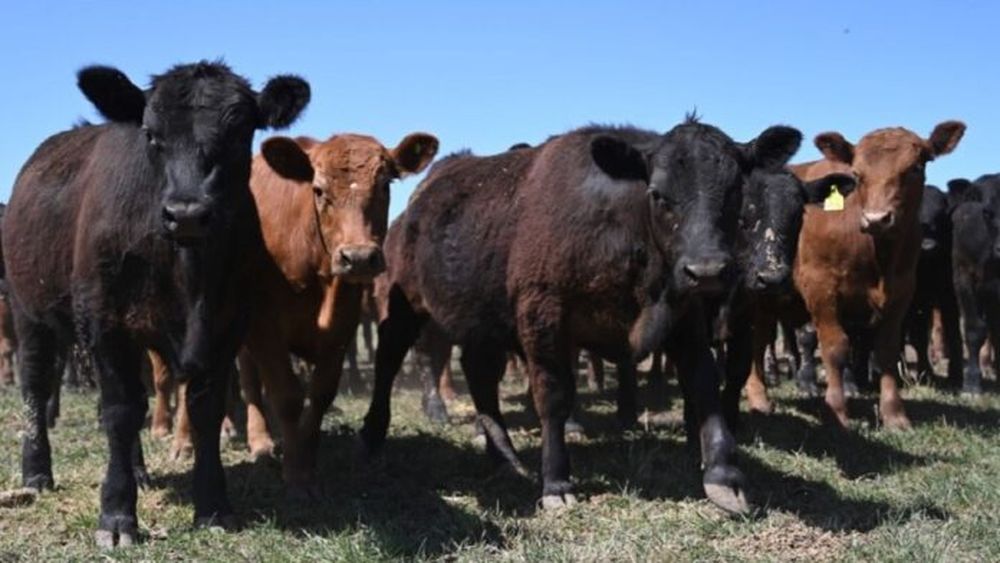 Vacunación estratégica contra la brucelosis bovina con cepas RB51 y DeltaPGM.