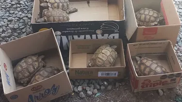 Entre las especies encontradas en Olavarría había tortugas y aves silvestre.