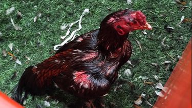 brandsen: unos 111 gallos de rina fueron rescatados de un boliche y detuvieron a 27 personas