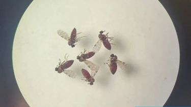 Loos jejenes de la especie Culicoides, vectores de esta grave zoonosis. (Laboratório de Entomologia Médica/SEARB/IEC - Bruna Lais Sena do Nascimento/OPS)