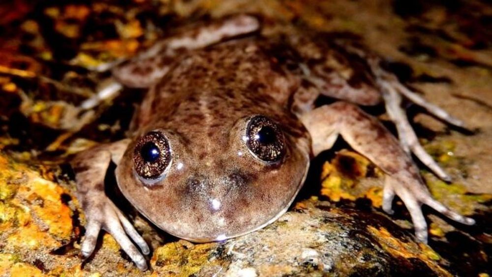 Reconocimiento por la protección, reproducción y reintroducción de la Ranita del Valcheta (Pleurodema somuncurense). - Conicet -