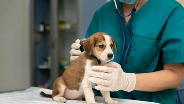 Las prepagas advirtieron que en los hogares argentinos más mascotas que menores de 18 años.