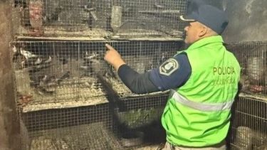 Animales en cautiverio ilegal en La Plata.