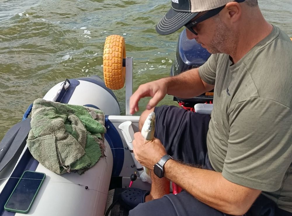 El pejerrey, un emblema de la pesca deportiva en las lagunas bonaerenses. (https://www.elcronista.ar)