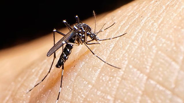 El Aedes aegypti, vector del dengue, también lo es de la fiebre chikungunya.&nbsp;