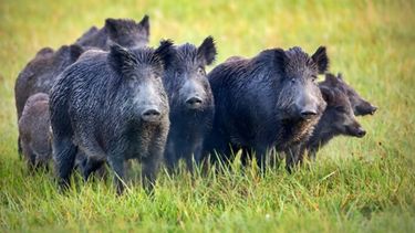 El jabalí europeo, una “amenaza para la biodiversidad y la producción agropecuaria”. (Weekend)