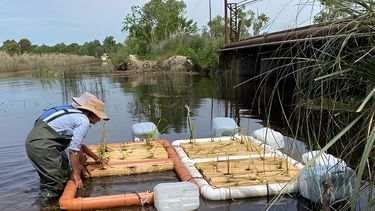 Las islas flotantes artificiales sirven para eliminar el exceso de nutrientes de las lagunas.