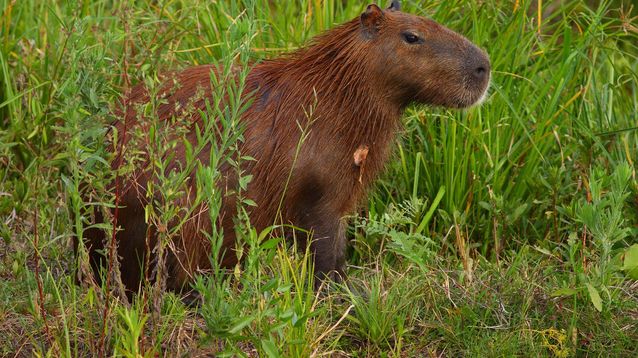Los carpinchos en el ojo de la tormenta.