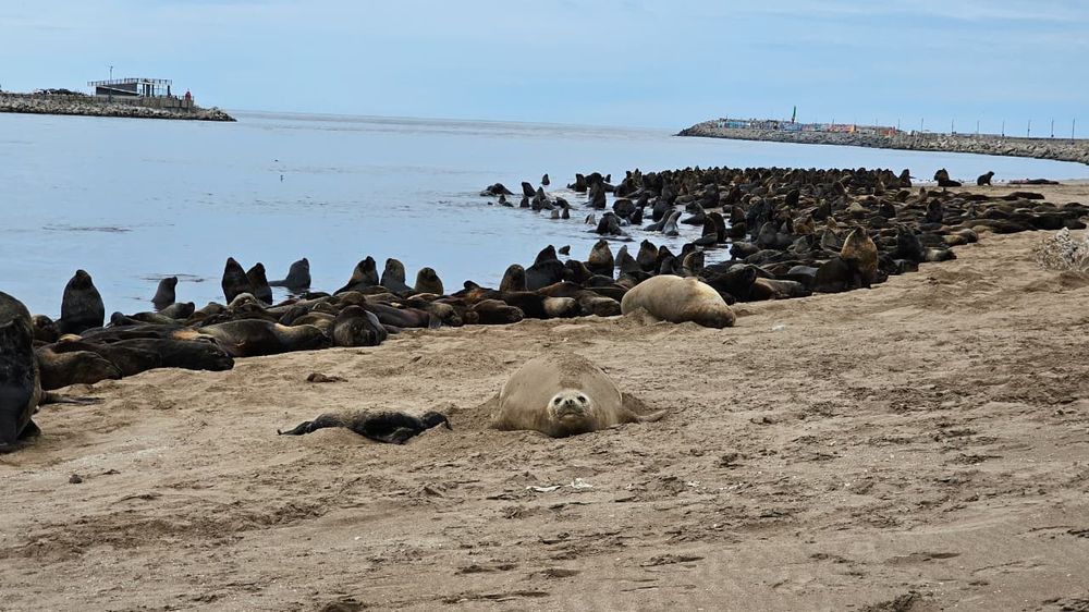 La hembra de elefante marino con su cría recién nacida, en la colonia de lobos marinos de dos pelos de Puerto Quequén. (Foto: Puerto Quequén) La hembra de elefante marino con su cría recién nacida, en la colonia de lobos marinos de dos pelos de Puerto Quequén. (Foto: Puerto Quequén)