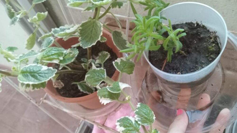 Los platos donde escurren las plantas, bebederos de mascotas y botellones o neumáticos en patios y balcones pueden convertirse en criaderos de mosquitos Aedes aegypti. (Archivo)