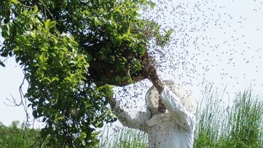 ordenan pagar unos $80 millones a un ciclista que habia perdido un juicio por esquivar un enjambre de abejas