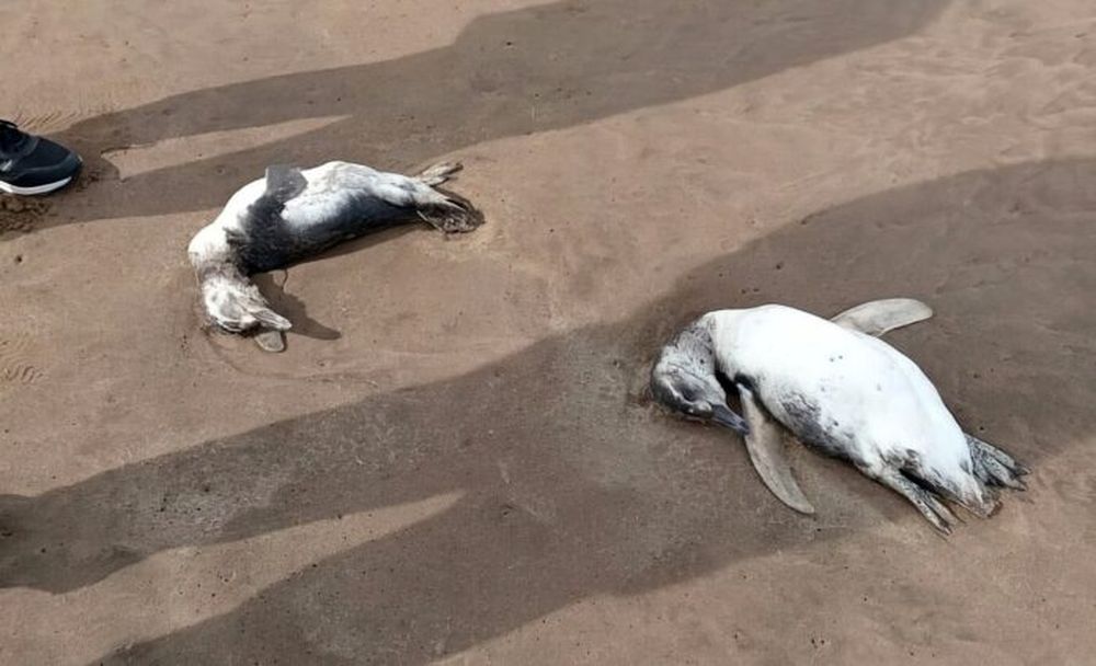 Aparecieron decenas de pingüinos muertos en las playas marplatenses. (X @econewsES)