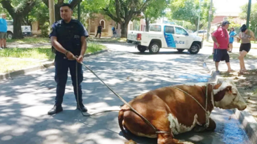 La vaca pudo ser contenida y trasladada al predio de una ONG.