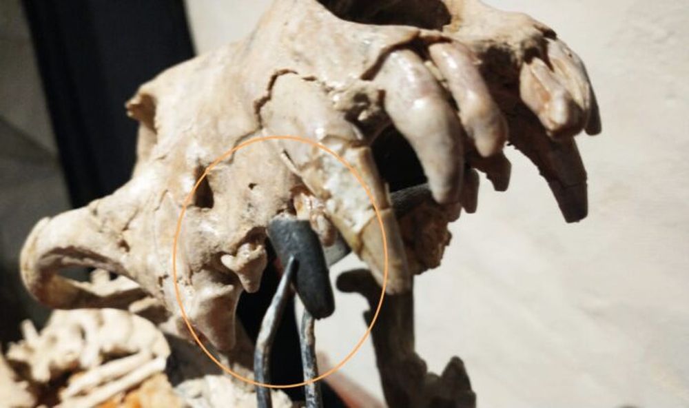 La pieza hallada comparada con la dentición del Theriodictis platensis que atesora el museo. (Gentileza Museo Paleontológico de San Pedro)