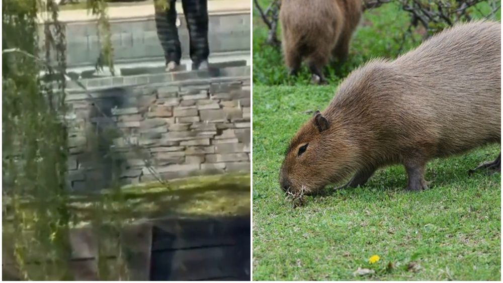 Un hombre le disparó a un grupo de carpinchos en Nordelta: lo denunciaron por maltrato animal