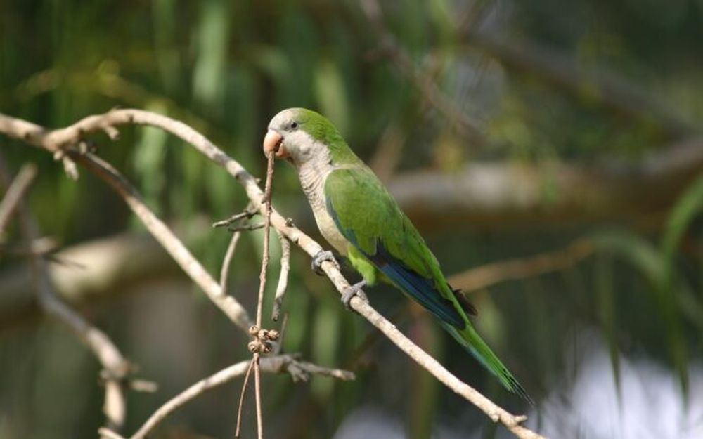 Posibles-casos-de-Psitacosis-1080x675