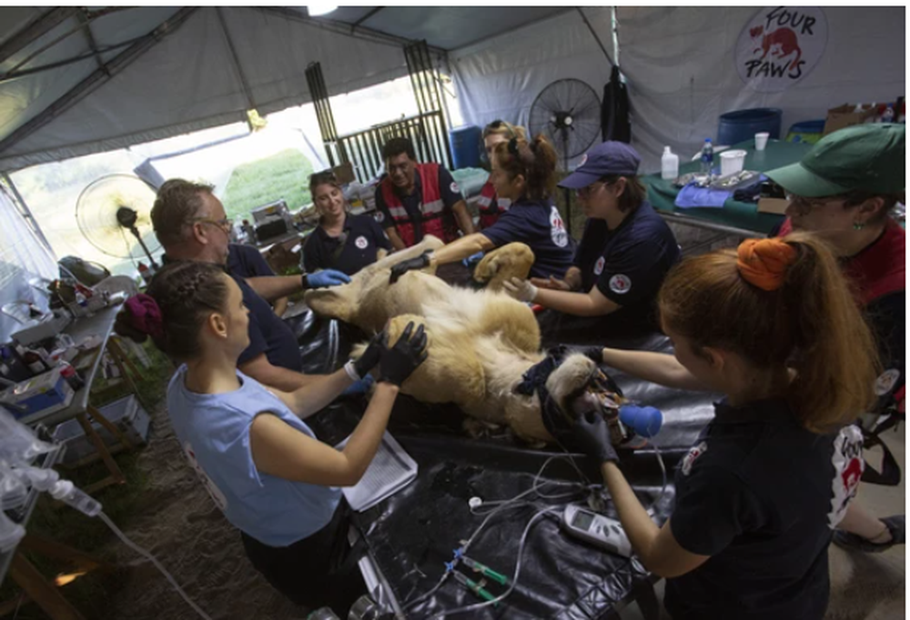 En estos dos meses se realizaron decenas de operaciones. En estos dos meses se realizaron decenas de operaciones.
