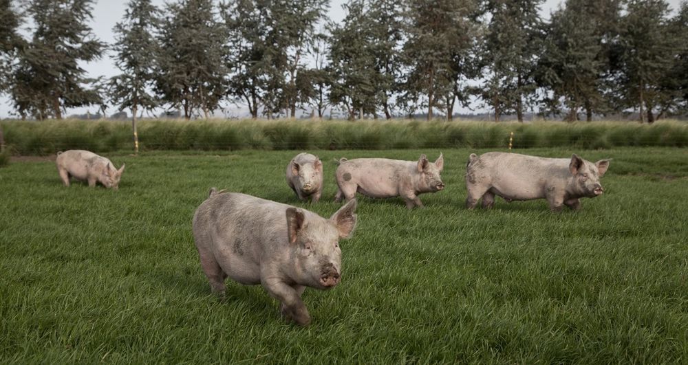 El Senasa actualizó el listado de enfermedades animales notificables y síndromes que se incluyen dentro del grupo I en su Resolución N° 153/2021.