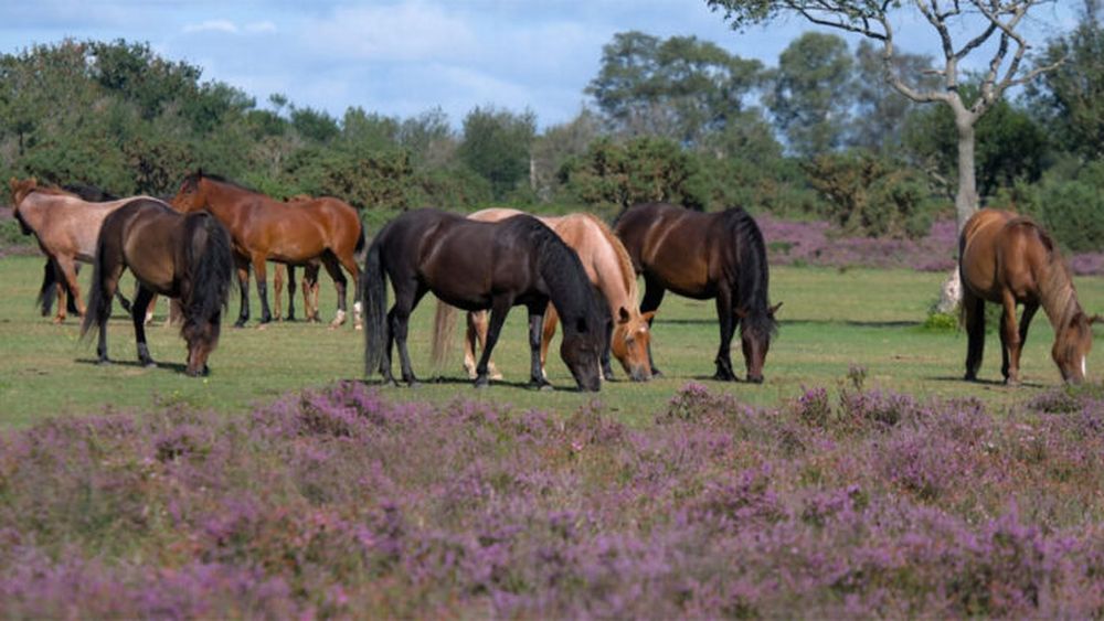 Advertencia ante la Encefalomielitis equina. - Senasa -