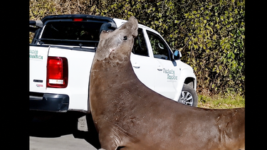 Un elefante marino de gran porte sorprendió a los vecinos de Ensenada, cerca de Isla Santiago. (Imagen de video mejorada con IA) Un elefante marino de gran porte sorprendió a los vecinos de Ensenada, cerca de Isla Santiago. (Imagen de video mejorada con IA)