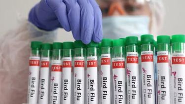 La gripe aviar se manifiesta en humanos como otras infecciones respiratorias.