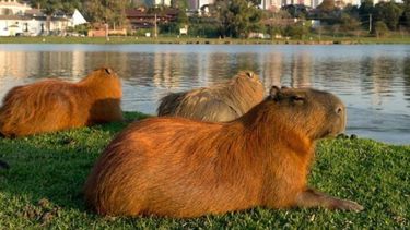 Los carpinchos en Nordelta.