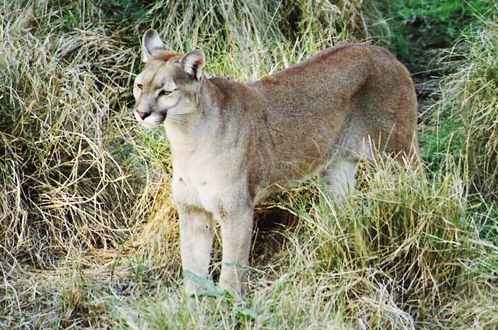 La presencia de pumas en zonas urbanas rodeadas de chacras y terrenos semirrurales es habitual.&nbsp;