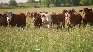 Diarios Bonaerenses | Agricultura Ganadería
