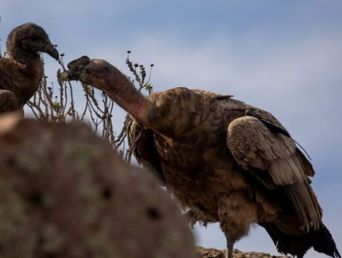 Concurso para bautizar al cóndor andino nacido en el Bioparque de Olavarría. - InfoEme -