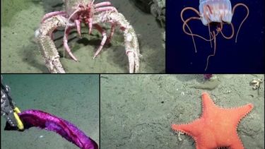 Las maravillosas especies del Mar Argentino reveladas por la expedición del Conicet y Schmidt Ocean Institute.