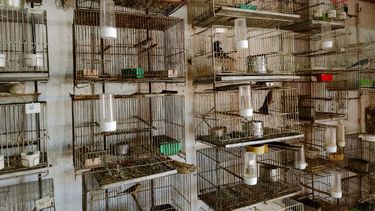 Las aves fueron rescatadas por la Policía Federal de una vivienda de Moreno.