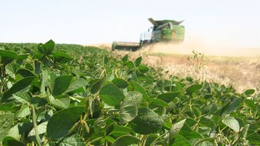 La soja de primera y de segunda mostraron signos de incipiente estrés hídrico.&nbsp;