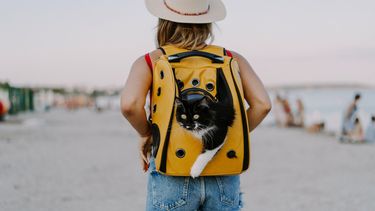 La tendencia de viajar con mascotas.&nbsp;