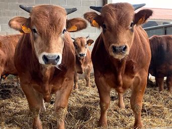 En ganadería, el futuro ya llegó. En ganadería, el futuro ya llegó.