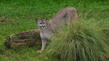 Los vecinos sospechan que el puma está suelto en la zona desde hace alrededor de un año.