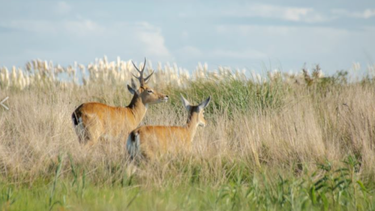 Una de las últimas poblaciones del ciervo de las pampas que sobreviven en Argentina están en el (Parque Nacional Campos del Tuyú. (Agencia CyT UNLP)