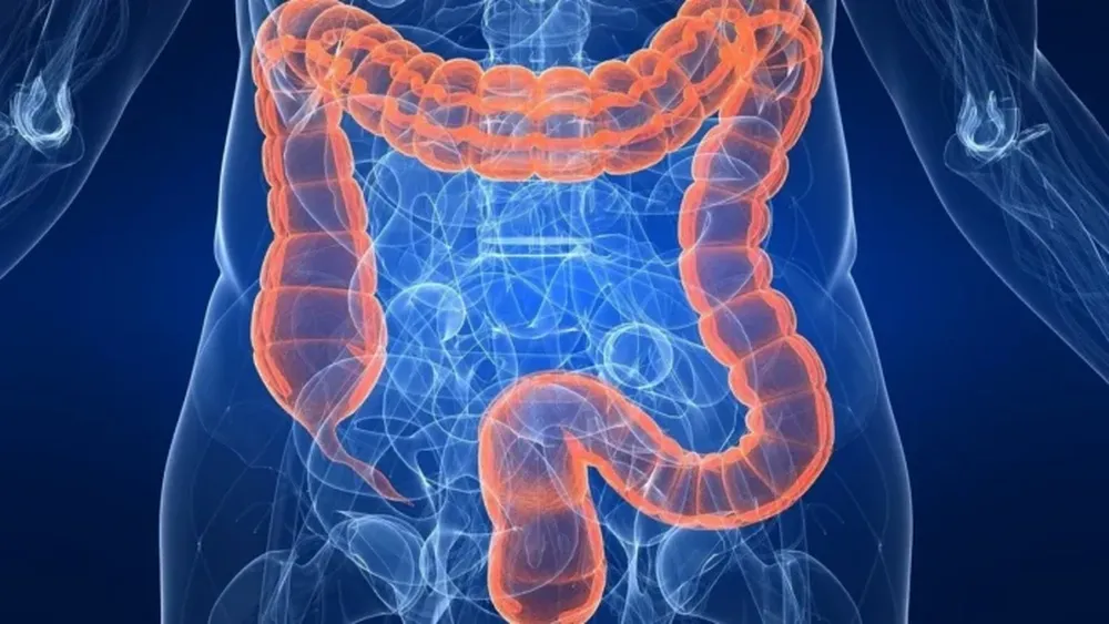 El tracto digestivo tiene, en promedio, unos 6 metros de largo y que está cubierto por millones de vellosidades.