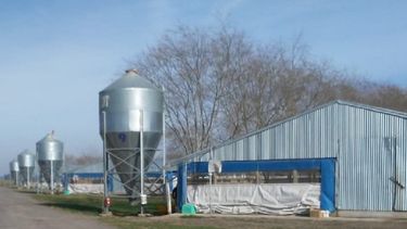 Controles de Senasa en estabecimientos de aves comerciales.