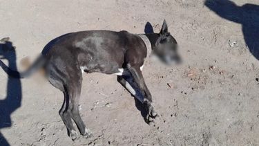 Los vecinos sospechan que detrás de la matanza de perros podría haber un plan delictivo para robar en las viviendas del barrio.