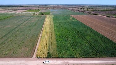 La siembra de trigo.