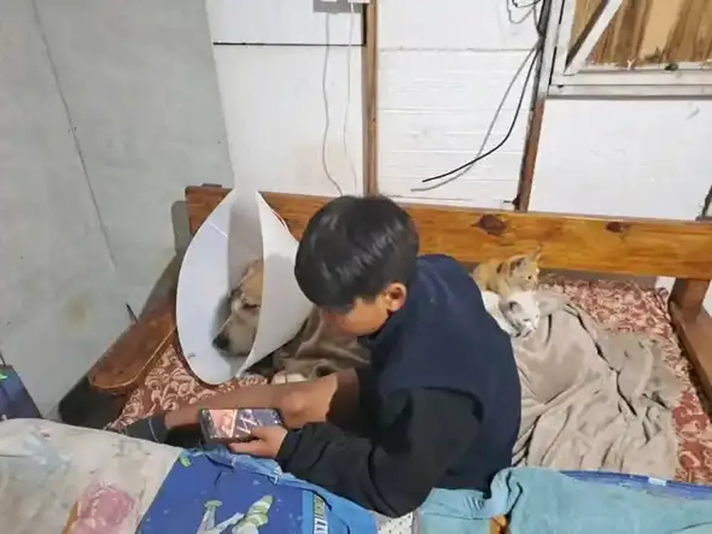 Teodoro, el perro atacado en Miramar.