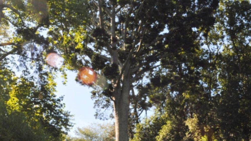 Esta especie arbórea [Agathis alba o “árbol de cristal”] oriunda de Malasia fue introducida en el país por los Pereyra Iraola.