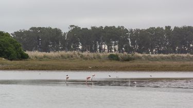 La albufera. (@ambienteprovincia)